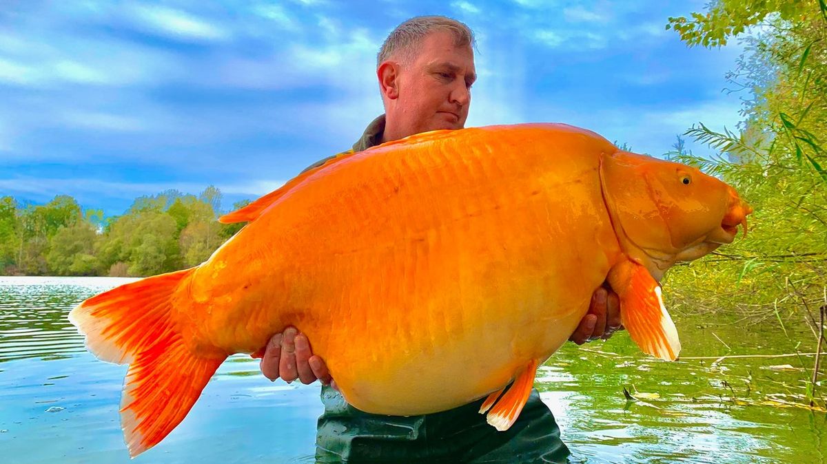 Rybář ve Francii chytil třicetikilovou „zlatou rybku“